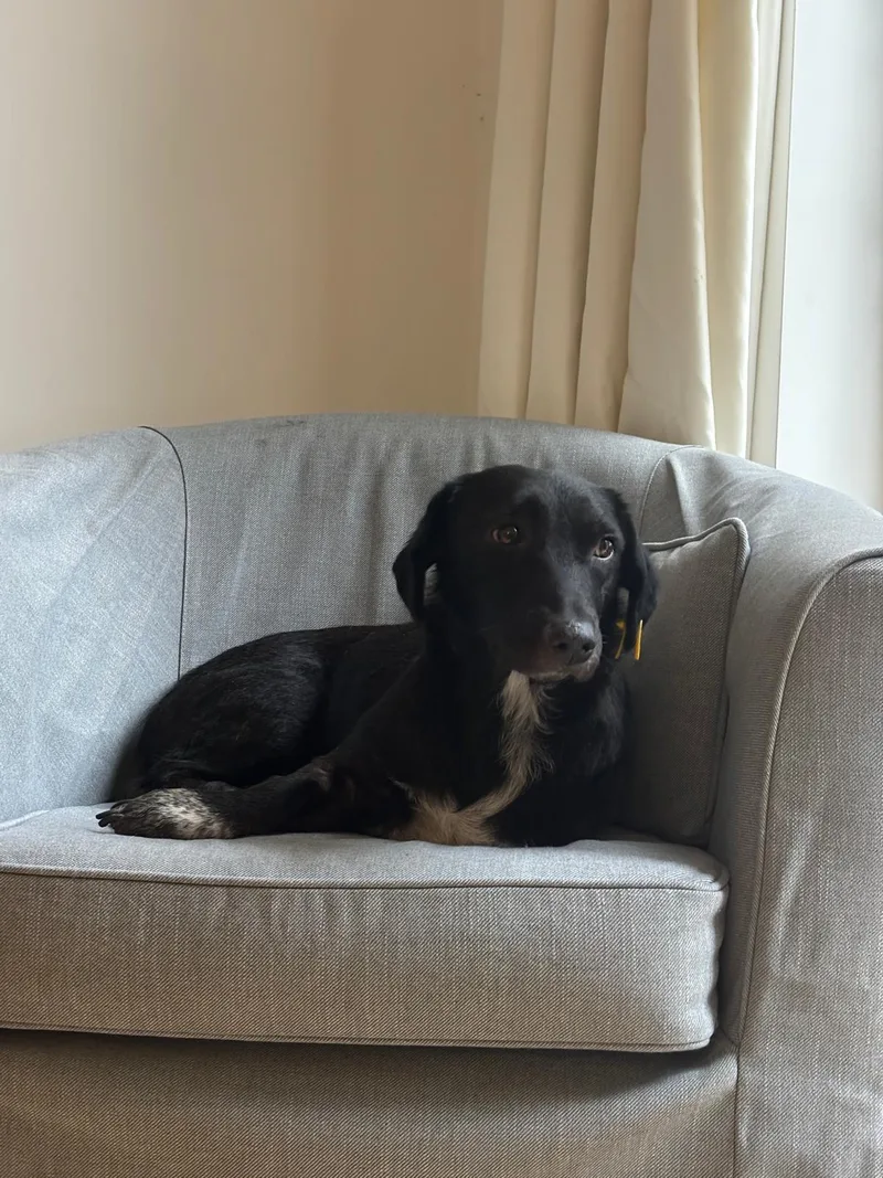 A young medium-sized female Black Dachshund dog named Sana for adoption in New York, NY