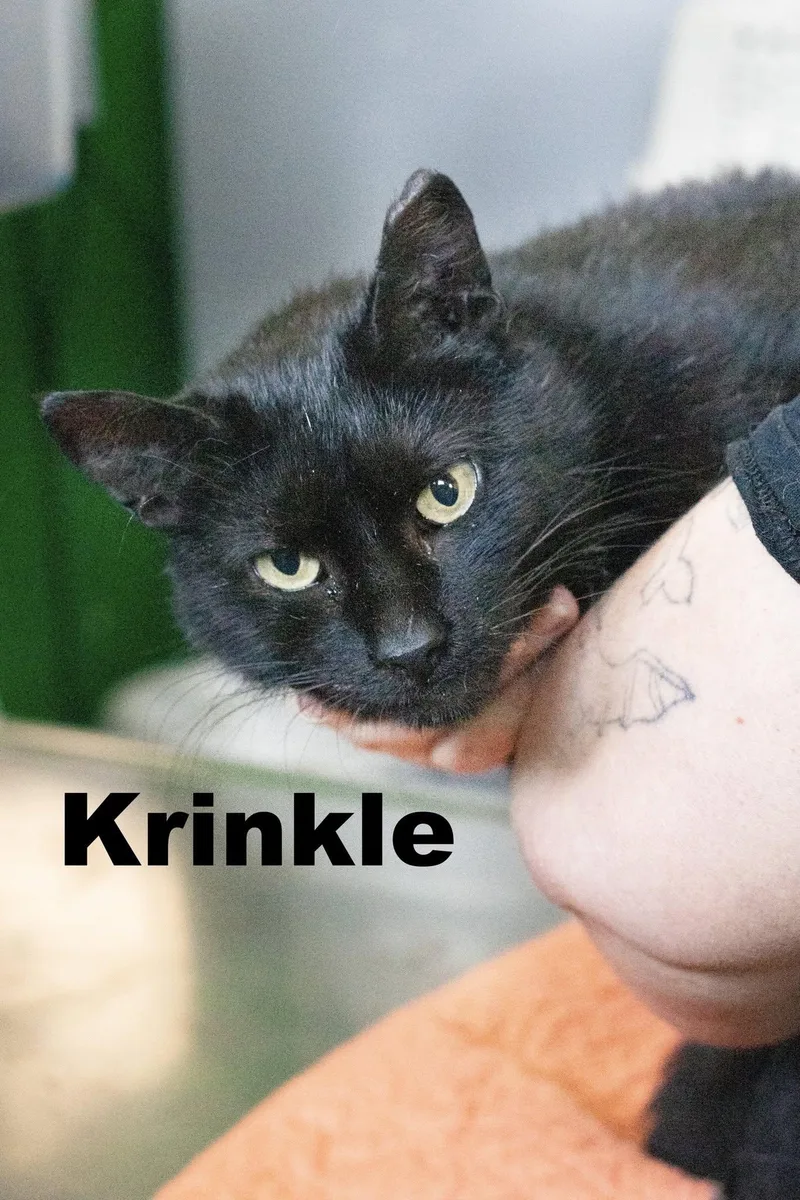 An adult medium-sized female Domestic Short Hair cat named Krinkle for adoption in Macomb, IL