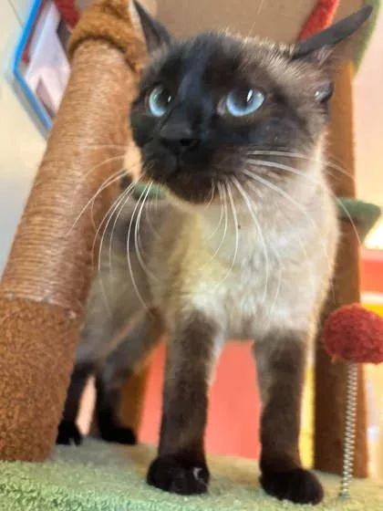 An adult medium-sized female Siamese cat named Pearl for adoption in Scottsbluff, NE