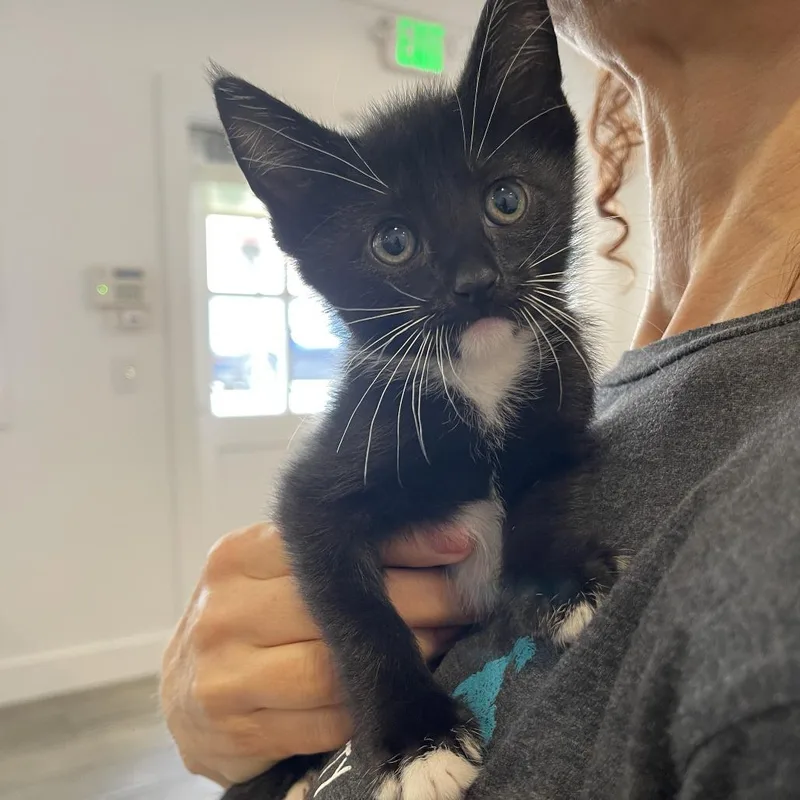 A baby small-sized female Domestic Short Hair cat named Iron Maiden for adoption in Los Angeles, CA