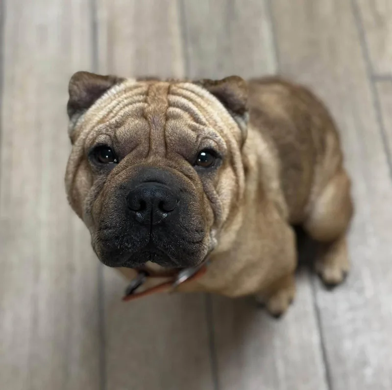 A young medium-sized male Shar-Pei dog named Butterball for adoption in Rowlett, TX