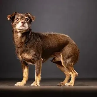 An adult small-sized male Chihuahua dog named Hiase for adoption in Jupiter, FL