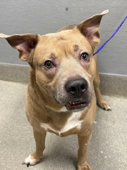 An adult large-sized male Belgian Shepherd / Malinois dog named Bear for adoption in Las Vegas, NV