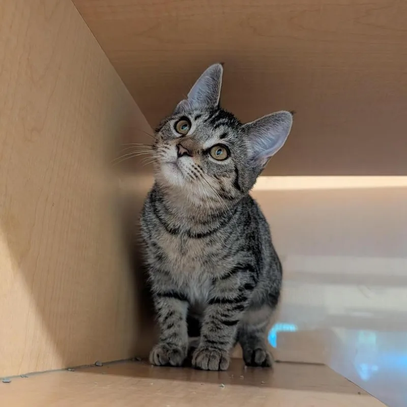 A baby small-sized female Brown / Chocolate Domestic Short Hair cat named Sue for adoption in Washington Township, OH