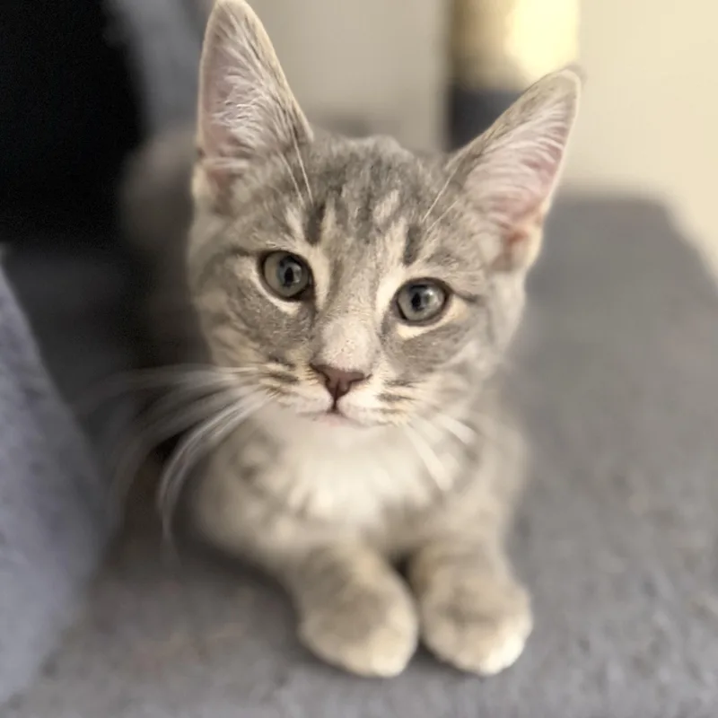 A baby large-sized male Tabby (Gray / Blue / Silver) Tabby cat named Branch for adoption in Harrisburg, PA