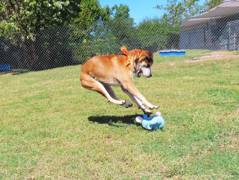 A senior medium-sized male American Staffordshire Terrier dog named McCoy C for adoption in Rogers, AR