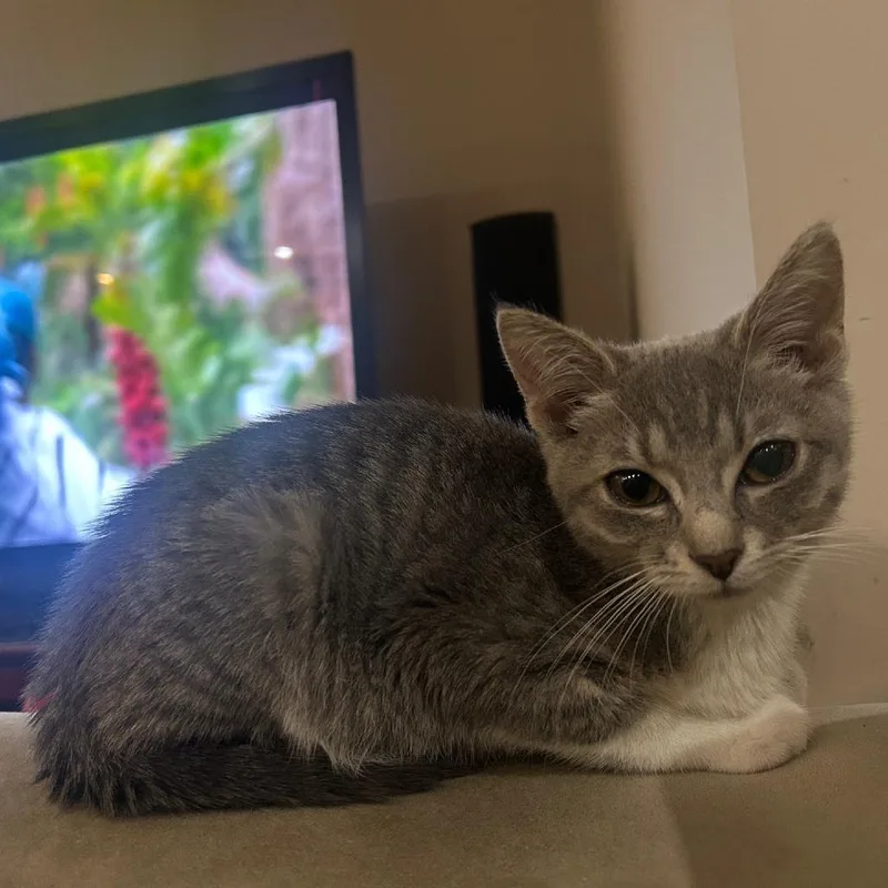 A young medium-sized male Gray & White Domestic Short Hair cat named West for adoption in Evanston, IL