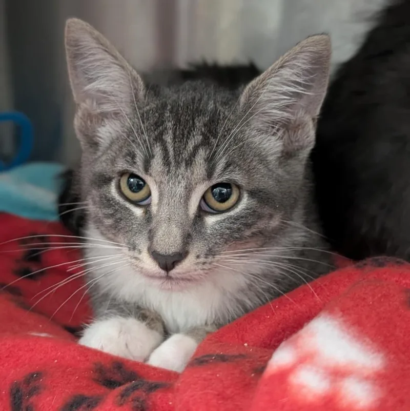 A baby medium-sized female Domestic Short Hair cat named Video Only for adoption in Shoreline, WA