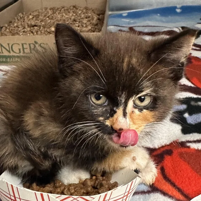 A baby small-sized female Calico Domestic Short Hair cat named Penelope for adoption in Newark, NJ