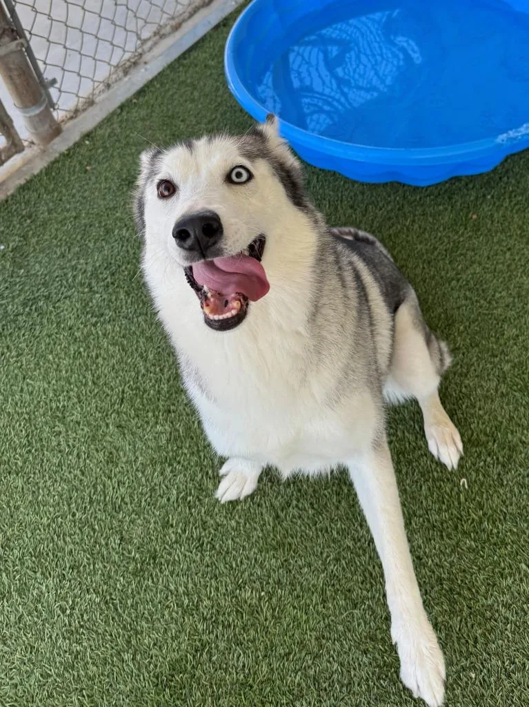 A young medium-sized female Husky dog named Sky for adoption in Chino Valley, AZ