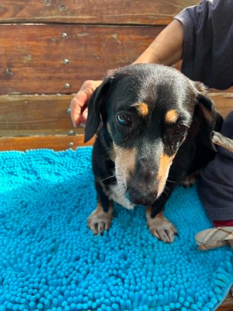 A senior medium-sized female Black Dachshund dog named Tali for adoption in Bryan, TX