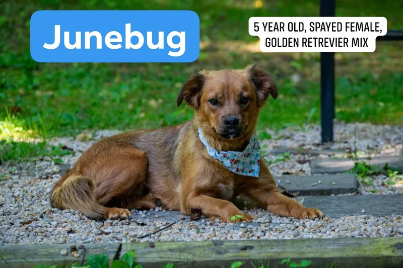 Junebug thumbnail 2