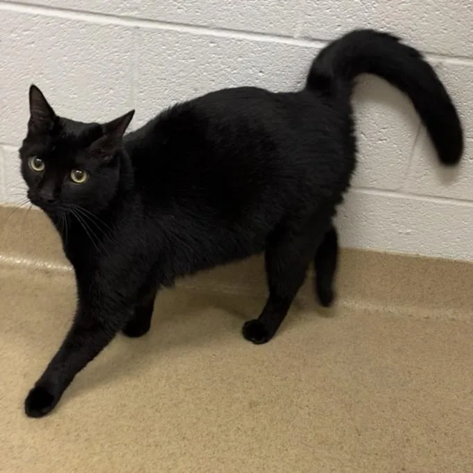 An adult medium-sized female Domestic Short Hair cat named Sardini for adoption in Derwood, MD