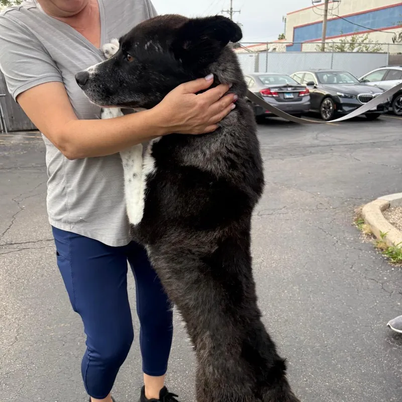 An adult large-sized male Siberian Husky dog named Deano for adoption in Wheeling, IL