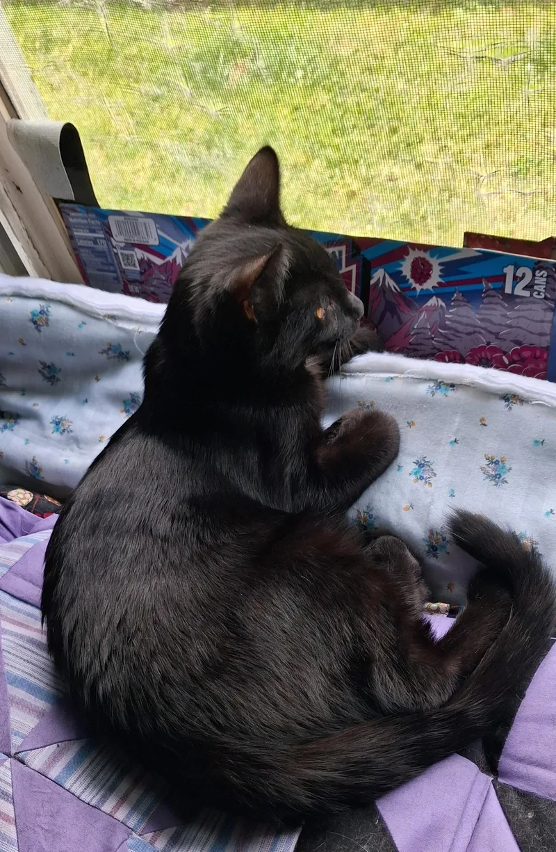 A baby medium-sized male Black Domestic Short Hair cat named Joey for adoption in Union Gap, WA