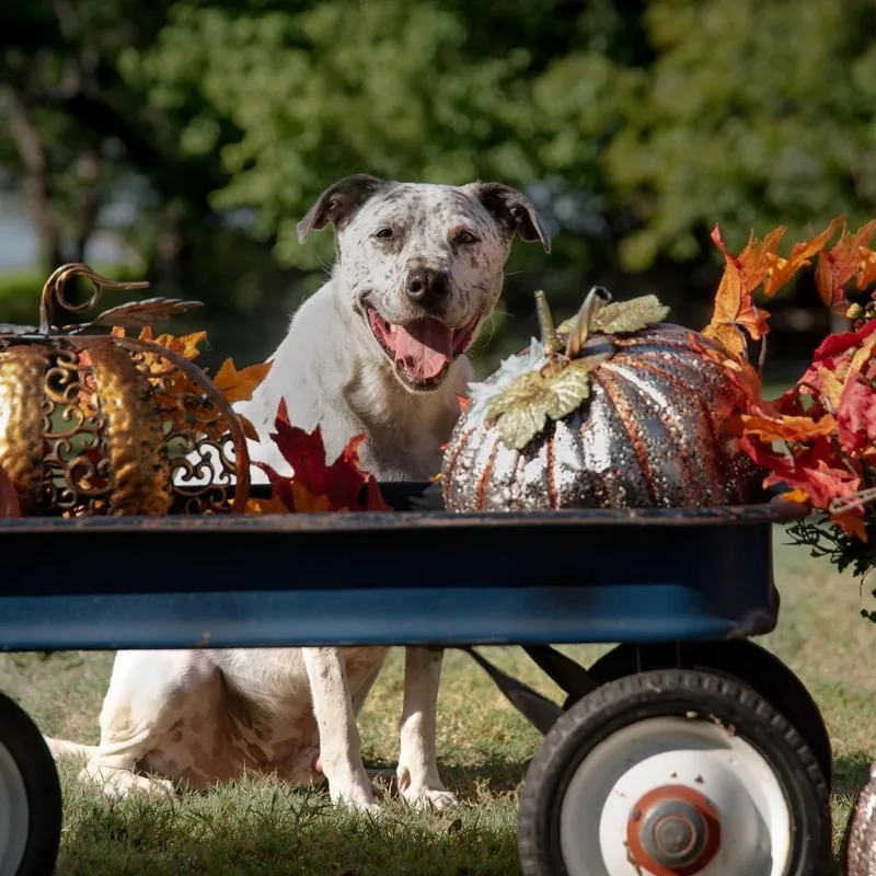 Scout City thumbnail 5