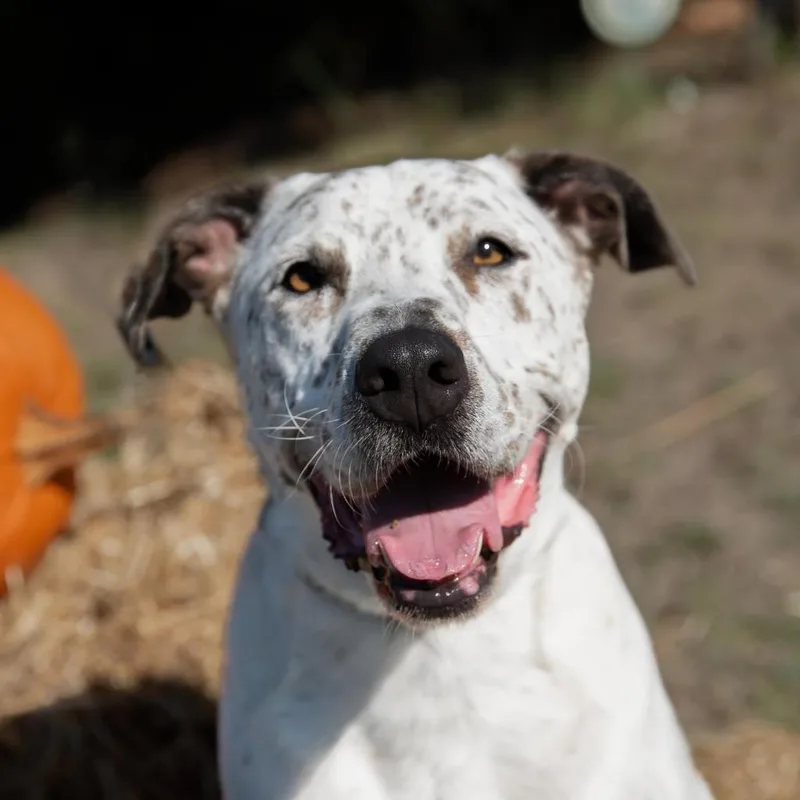 Scout City thumbnail 6