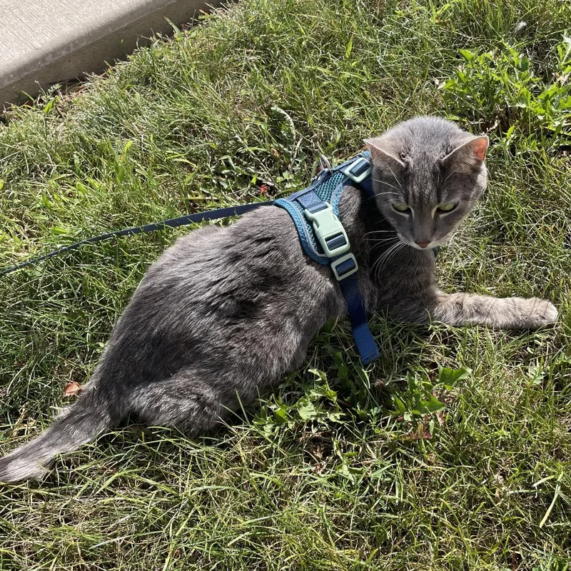 An adult small-sized female Brown / Chocolate Domestic Short Hair cat named Xena Home to for adoption in South Elgin, IL