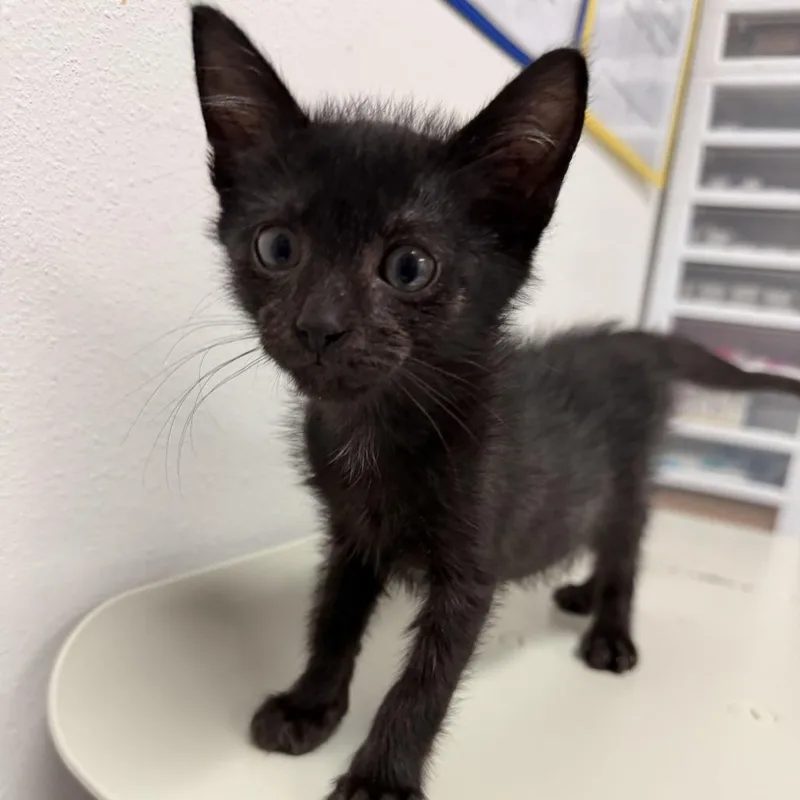 A baby small-sized male Black Domestic Short Hair cat named Applesauce A for adoption in Edinburg, TX