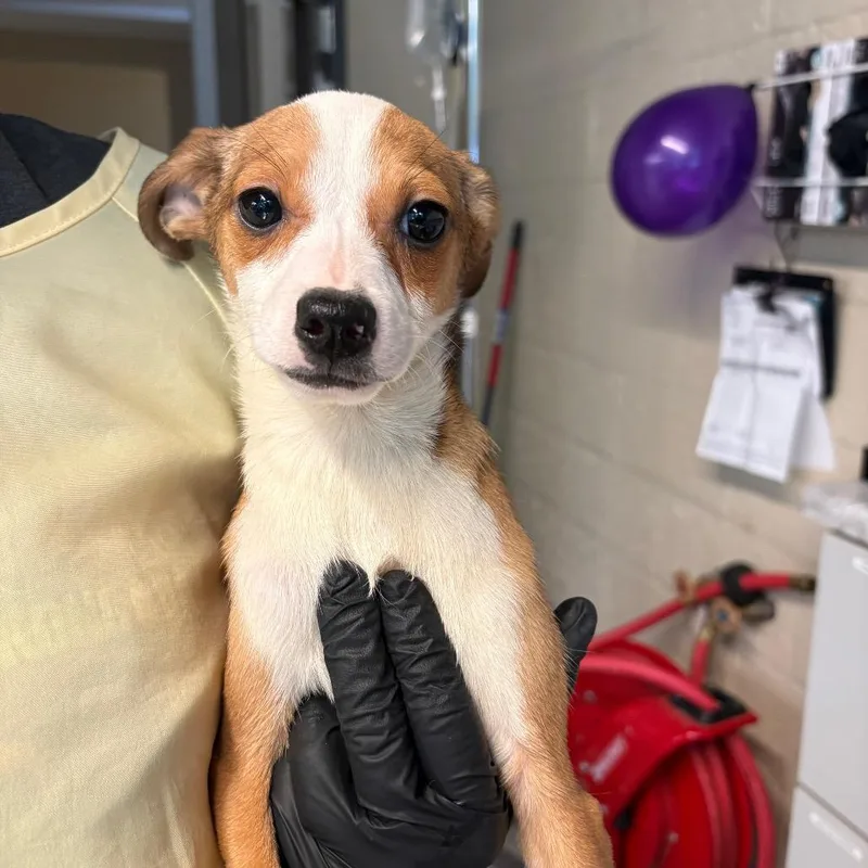 A baby small-sized male Yellow / Tan / Blond / Fawn Mixed Breed dog named Dennis for adoption in Huntington, WV