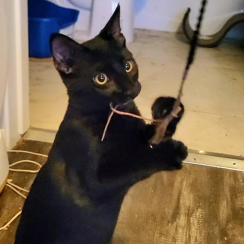 A baby small-sized male Black Domestic Short Hair cat named Liam for adoption in Los Angeles, CA