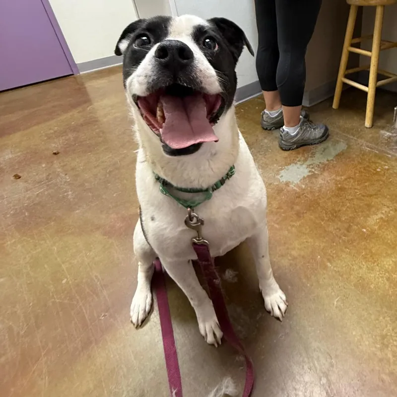 An adult large-sized male White / Cream Pit Bull Terrier dog named Stray Hold Carl for adoption in Albuquerque, NM