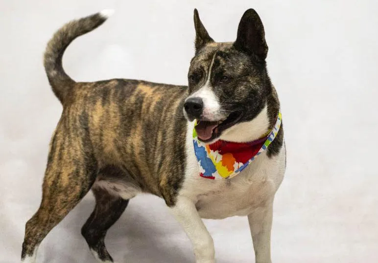 An adult extra large-sized male Brindle Akita dog named Beall "Bo" for adoption in Sanford, FL