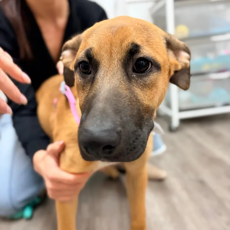 A baby medium-sized female Shepherd dog named Ocean for adoption in Fairfax, VA