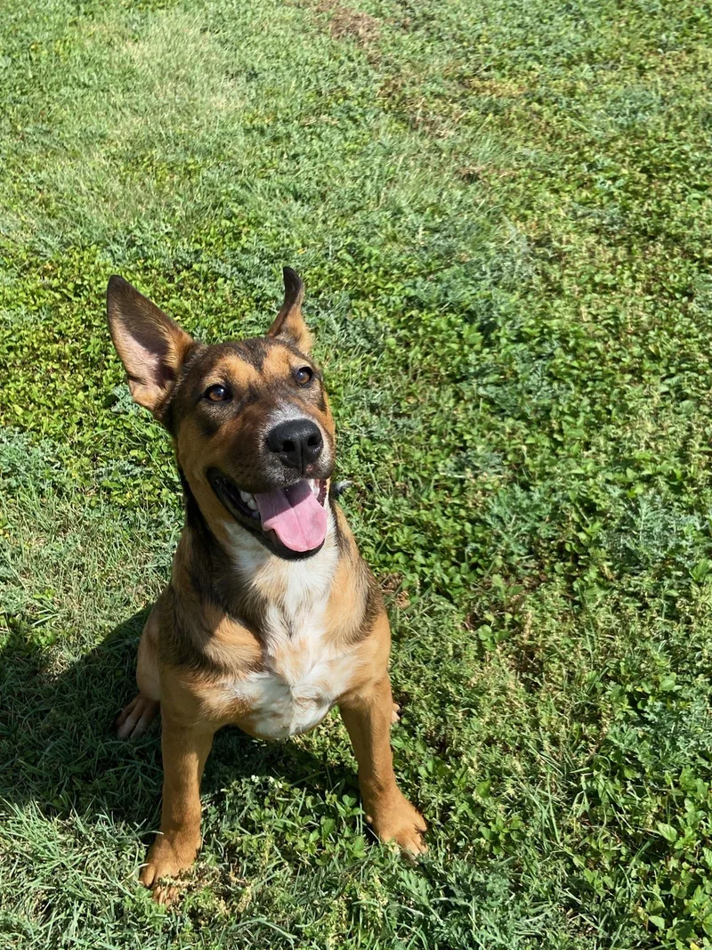 A young medium-sized male Australian Cattle Dog / Blue Heeler dog named Peter for adoption in Schertz, TX