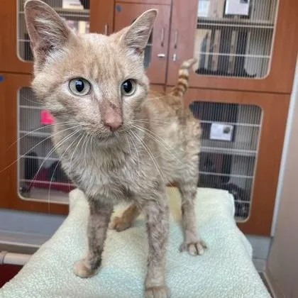 An adult medium-sized male Tabby (Orange / Red) Domestic Short Hair cat named Toad for adoption in Rochester, MN