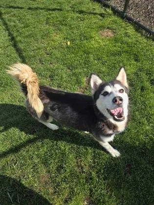 An adult medium-sized female Siberian Husky dog named Sky for adoption in Westland, MI