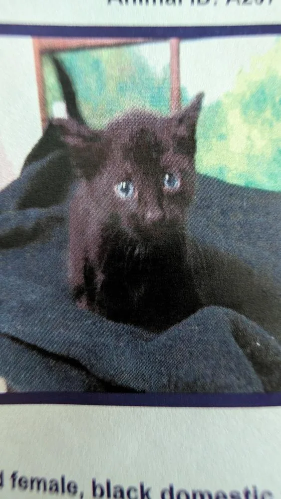 A baby small-sized female Black Domestic Short Hair cat named Velma for adoption in Parker, CO