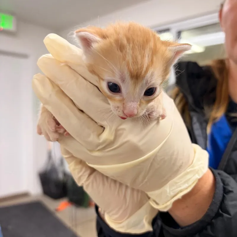 A baby small-sized male Orange / Red Domestic Short Hair cat named Dusty for adoption in Spokane, WA