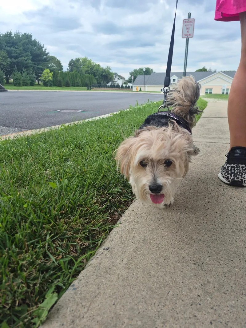 Sammy thumbnail 2