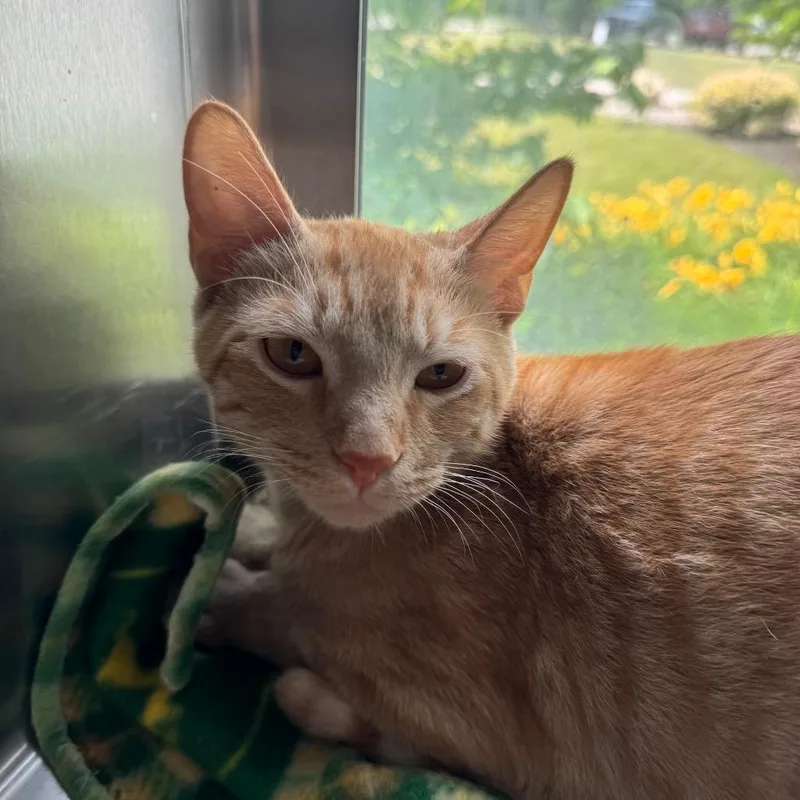 A young medium-sized male Orange / Red Domestic Short Hair cat named Wilbur for adoption in Columbia Station, OH