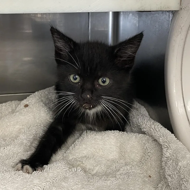 A baby small-sized male Black Domestic Short Hair cat named Vinny for adoption in Long Beach, CA