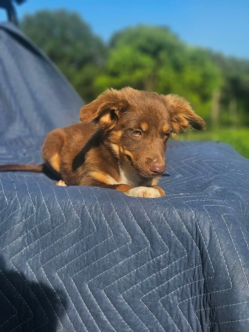 A baby small-sized male Australian Shepherd dog named Lamborghini Huracán Cars for adoption in Wakefield, RI