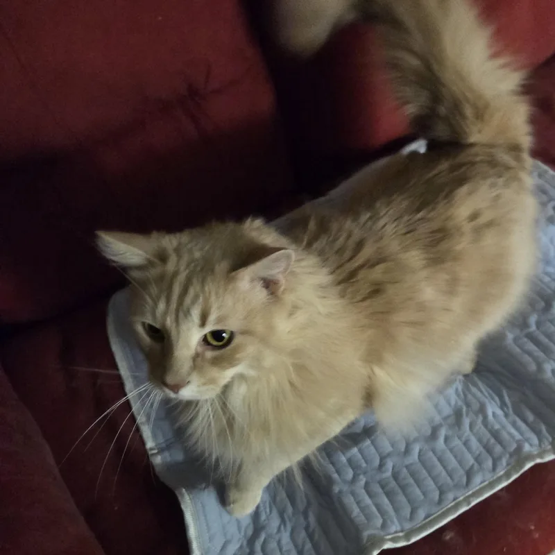 Pretty Girl thumbnail 4