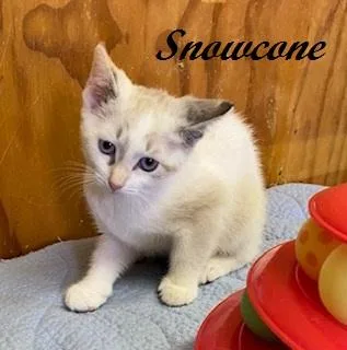 A baby medium-sized female Siamese cat named Snowcone for adoption in Southern Pines, NC