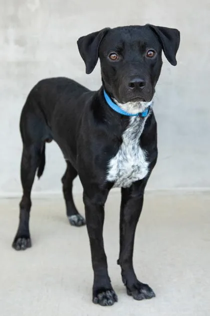 An adult large-sized male Mixed Breed dog named Walter for adoption in Longmont, CO