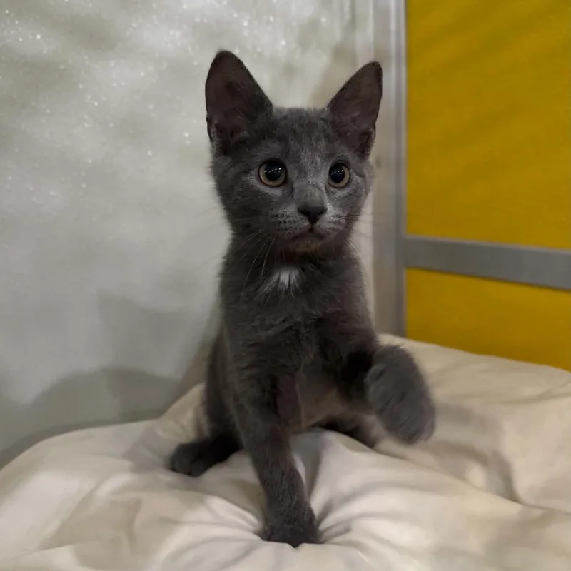 A baby medium-sized female Gray / Blue / Silver Domestic Short Hair cat named Ditalini for adoption in Penn Yan, NY