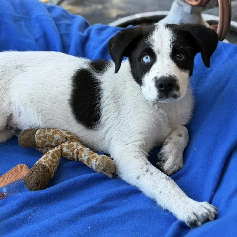 A baby medium-sized male White / Cream Mixed Breed dog named Bruno for adoption in Santa Rosa, CA