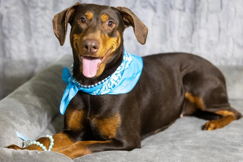 A young medium-sized female Doberman Pinscher dog named Lizzy for adoption in Pearland, TX