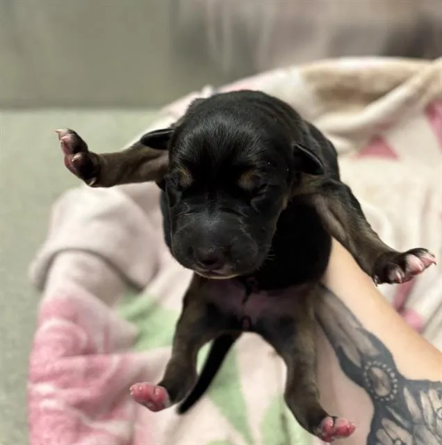 A baby medium-sized female Mixed Breed dog named Newbie for adoption in Dallas, TX