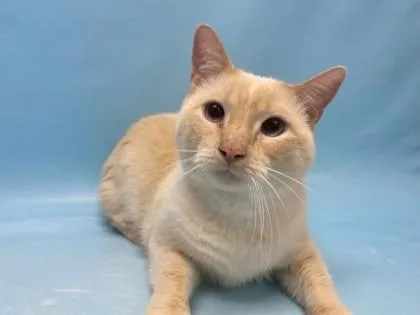 An adult small-sized male Siamese cat named Kochu for adoption in Golden Valley, MN
