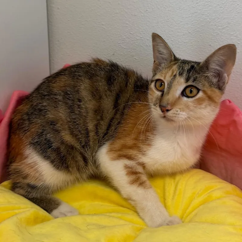 A young medium-sized female Calico Domestic Short Hair cat named Rachel for adoption in Floresville, TX