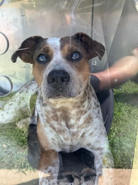 A young medium-sized female Mixed Breed dog named Lola for adoption in Dallas, TX