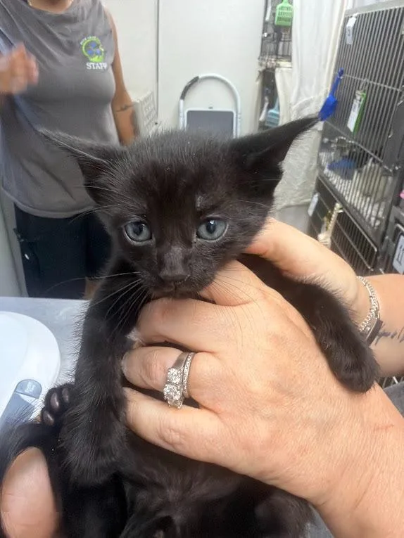 A baby medium-sized male Domestic Short Hair cat named Aries for adoption in Pomona, NY