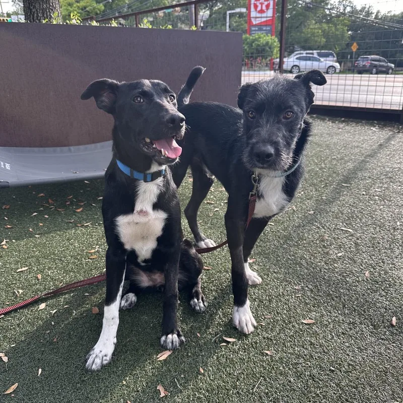 A young medium-sized female Black Labrador Retriever dog named Vihuela for adoption in Austin, TX