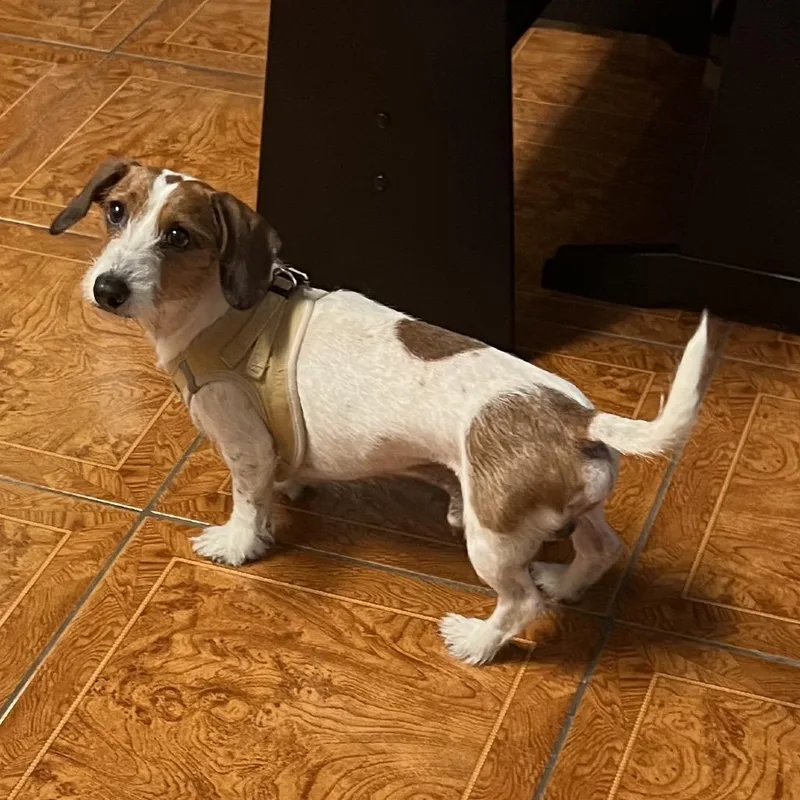 An adult small-sized male White / Cream Miniature Dachshund dog named Mr. Darcy for adoption in Baton Rouge, LA